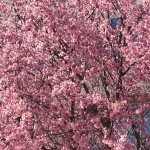 Cherry blossums